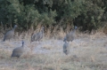 Guinea hens